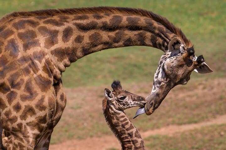 Nairobi Giraffe Centre Guided Tour: Feed Giraffes & Walk the Gogo River Trail