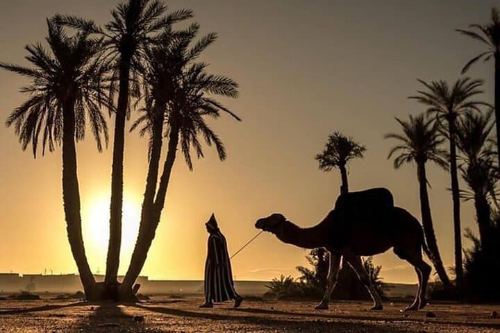 Sunset Camel Ride in the Palmeraie of Marrakesh — Palm-Grove Sunset Trek