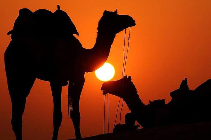 Sunset Camel Ride in the Palmeraie of Marrakesh — Palm-Grove Sunset Trek photo 3
