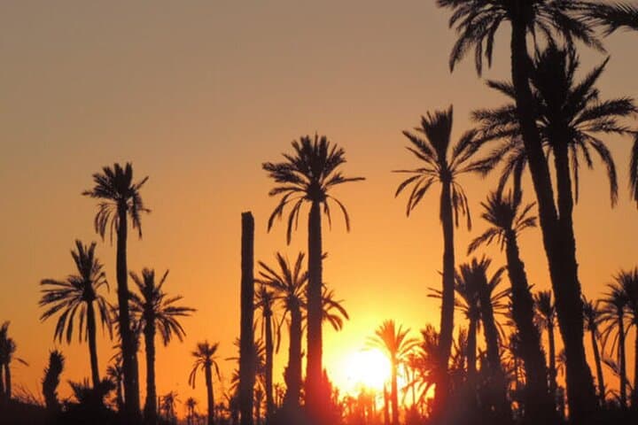 Sunset Camel Ride in the Palmeraie of Marrakesh — Palm-Grove Sunset Trek photo 5