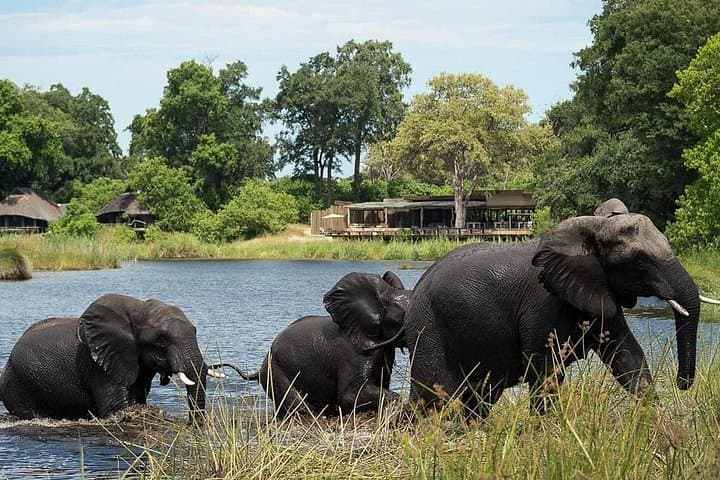 One-Day Chobe Safari from Victoria Falls: River Cruise & Afternoon Game Drive photo 2