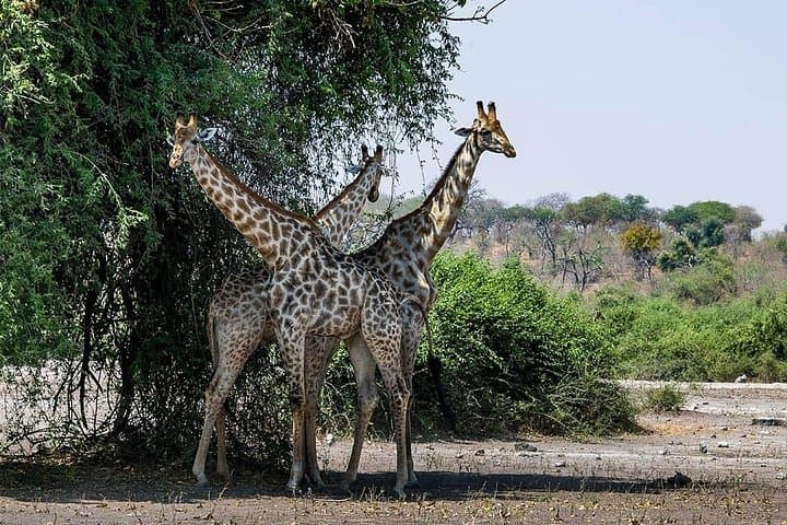 One-Day Chobe Safari from Victoria Falls: River Cruise & Afternoon Game Drive photo 3