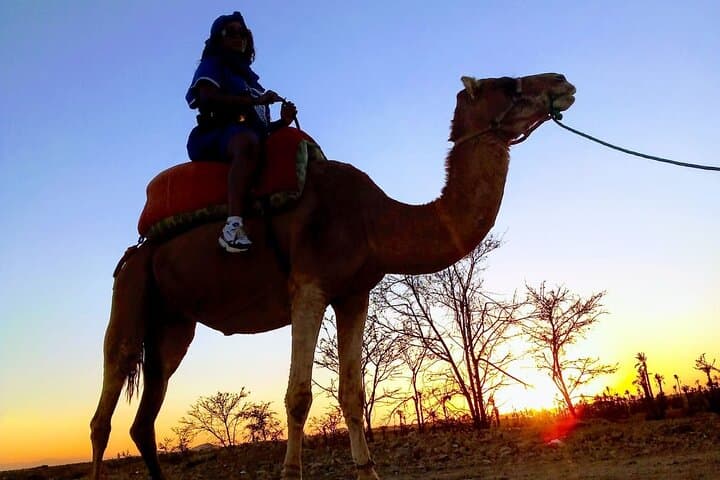 Sunset Camel Ride in the Palmeraie of Marrakesh — Palm-Grove Sunset Trek photo 6