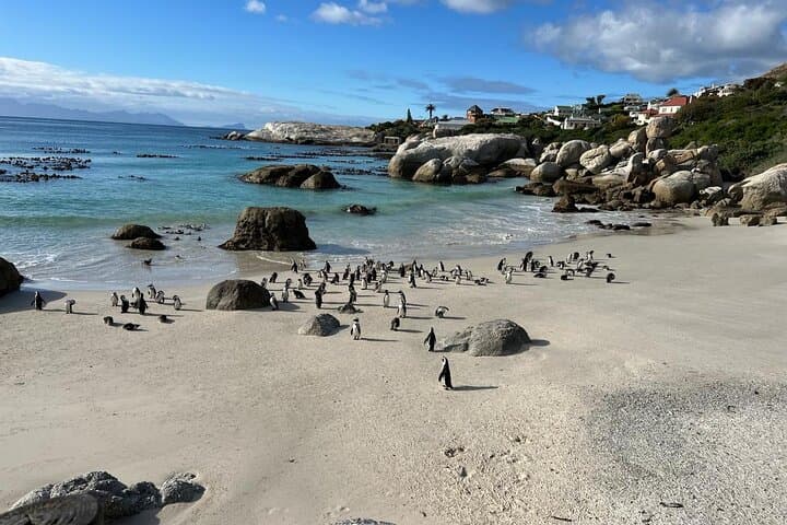 Full-Day Cape Peninsula Tour: Cape of Good Hope & Boulders Beach Penguins photo 3