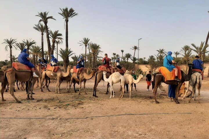 Private Camel Ride in Marrakech Palmeraie — Sunrise & Sunset Tours