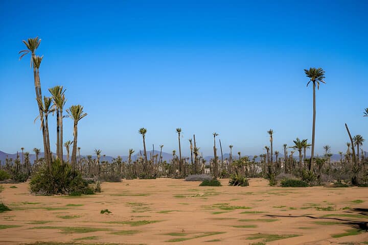 Private Camel Ride in Marrakech Palmeraie — Sunrise & Sunset Tours photo 2