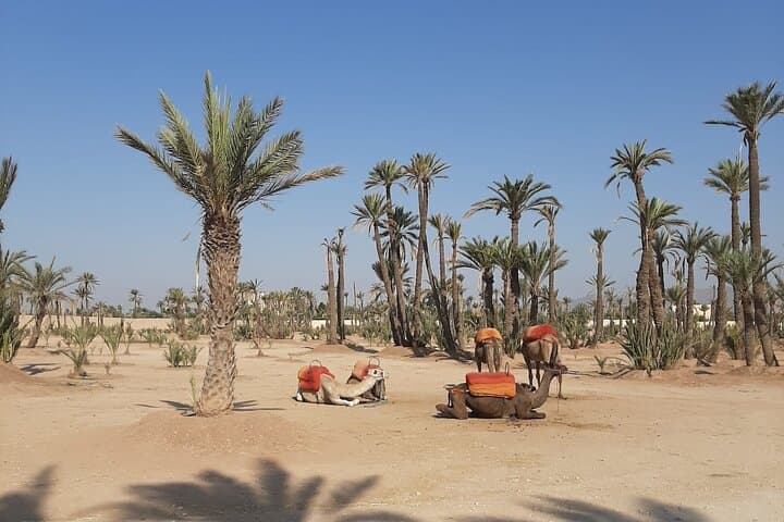 Private Camel Ride in Marrakech Palmeraie — Sunrise & Sunset Tours photo 6
