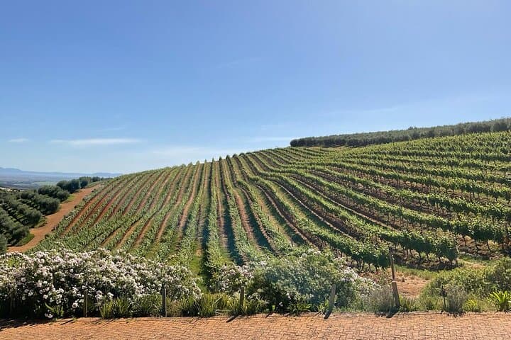 Cape Winelands Day Tour: Stellenbosch & Franschhoek Wine Tastings photo 3