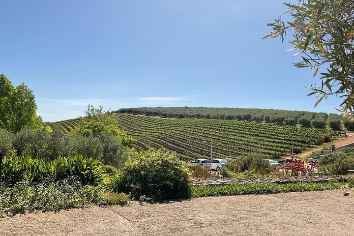Cape Winelands Day Tour: Stellenbosch & Franschhoek Wine Tastings photo 5