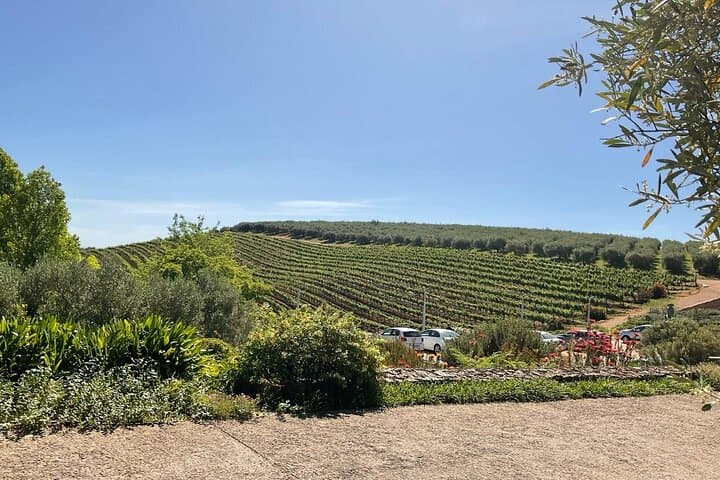 private-cape-town-city-tour-afrogem-constantia-winelands photo 6