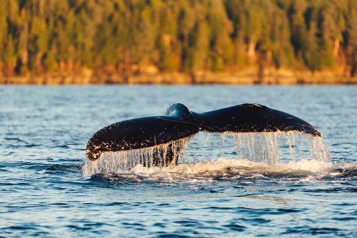 Sitka Marine Wildlife Tour: Humpbacks, Otters & Coastal History