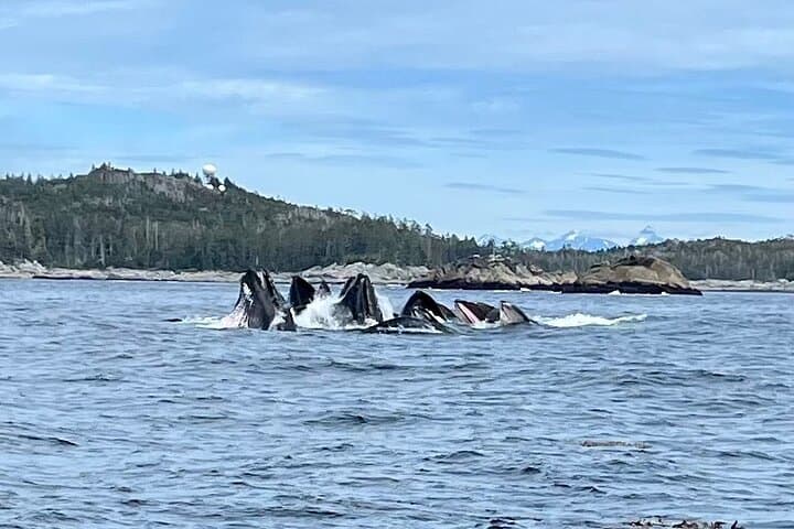 Sitka Marine Wildlife Tour: Humpbacks, Otters & Coastal History photo 2