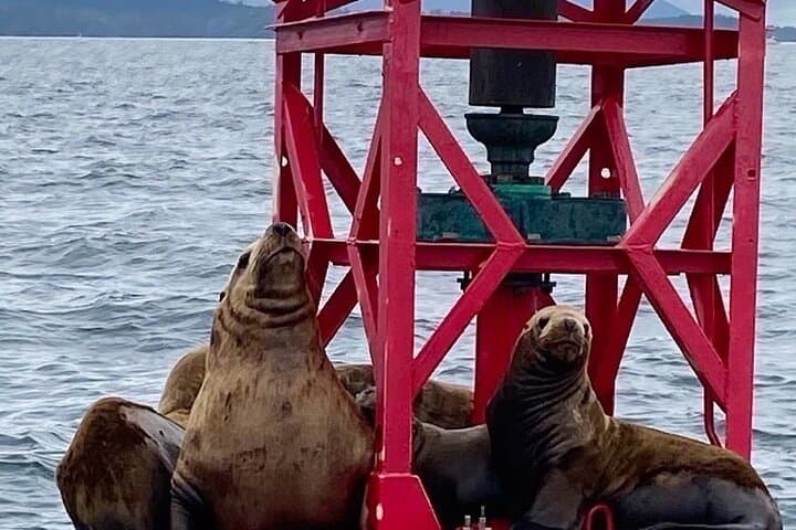 Sitka Marine Wildlife Tour: Humpbacks, Otters & Coastal History photo 5