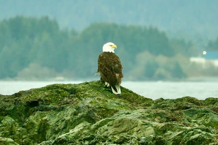 Sitka Marine Wildlife Tour: Humpbacks, Otters & Coastal History photo 6