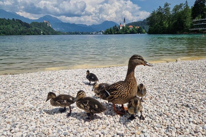 Explore Lake Bled: Private 3–5 Hour Bled Castle, Pletna Boat & Radovljica Tour photo 5
