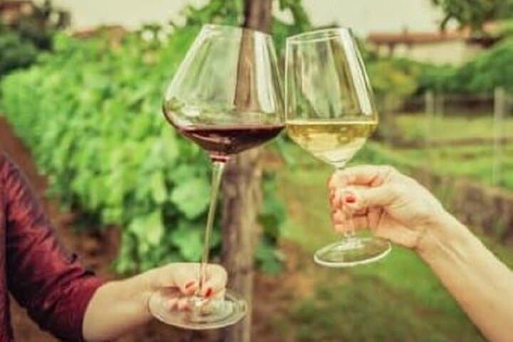 Mount Tamborine Deluxe Wine Tasting & Two‑Course Lunch Tour from Brisbane photo 5