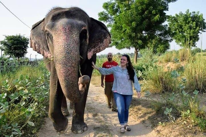 Private Elephant Sanctuary Jaipur — Ethical Elephant Encounters & Rehabilitation Visit photo 2