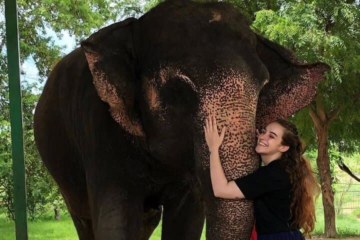 Private Elephant Sanctuary Jaipur — Ethical Elephant Encounters & Rehabilitation Visit photo 4