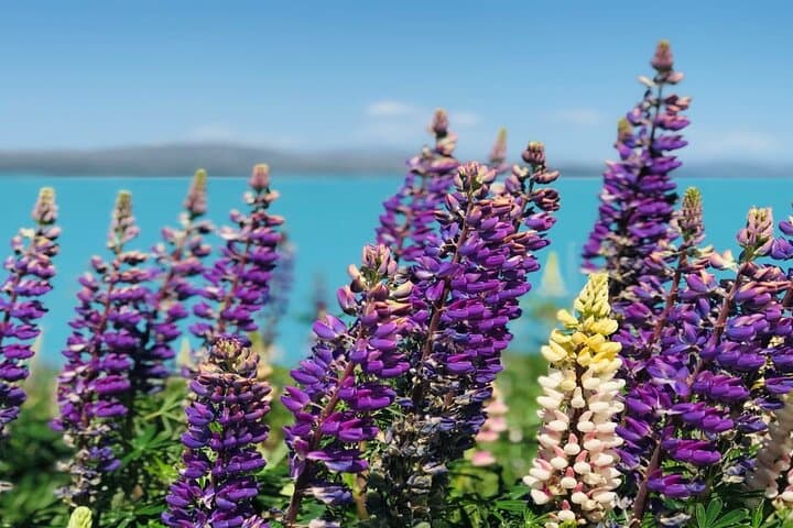 Mt Cook to Christchurch One-Way Small Group Tour via Lake Tekapo — Scenic Small-Group Transfer photo 3