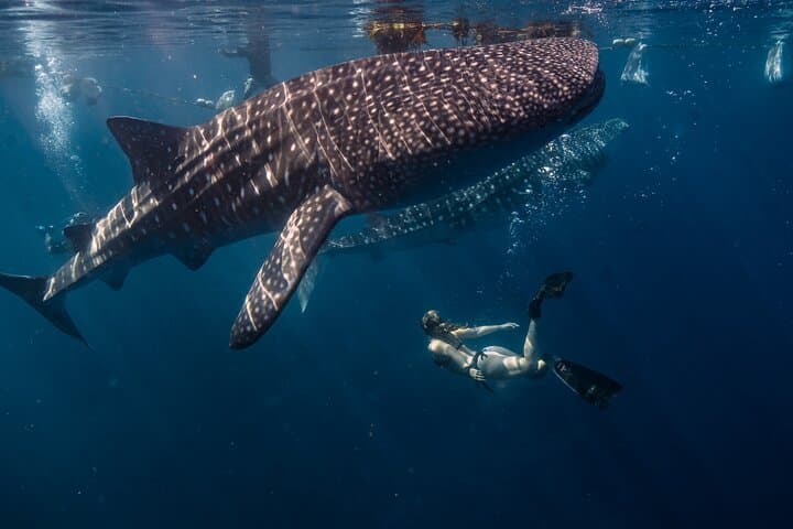 Cebu Whale Shark Watching & Sumilon Sandbar Day Trip — Oslob Marine Adventure