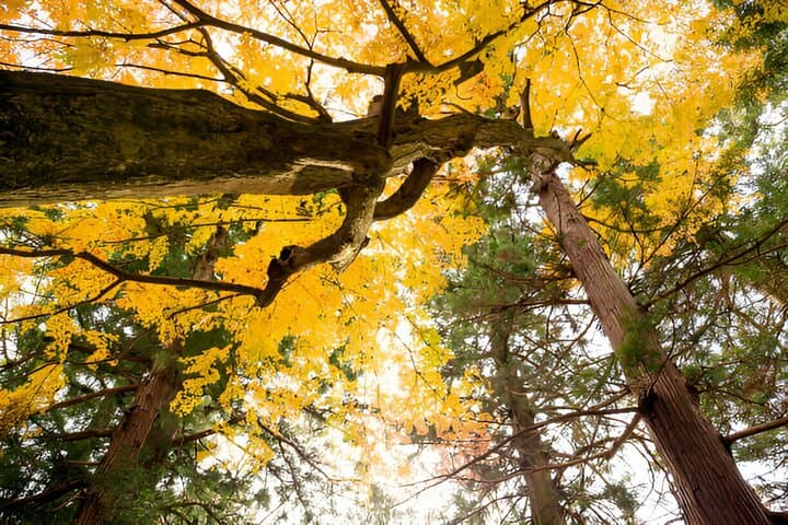 4-Day Private Tour: Mt Fuji, Hakone, Kamakura & Nikko From Tokyo photo 5
