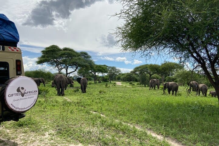 Tarangire National Park Day Safari from Arusha — Full-Day Wildlife Experience with Lunch photo 2