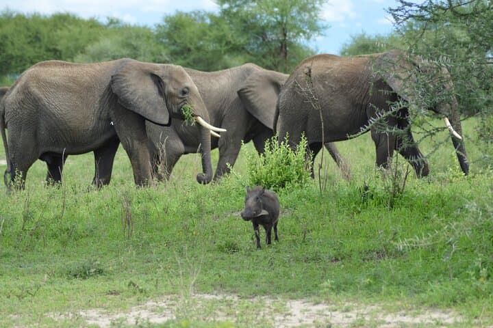 Tarangire National Park Day Safari from Arusha — Full-Day Wildlife Experience with Lunch photo 3
