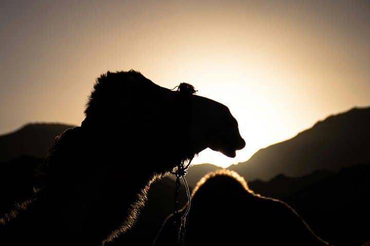 Night Desert Safari & Inland Sea Adventure — Dune Bashing, Sandboarding & Stargazing photo 2