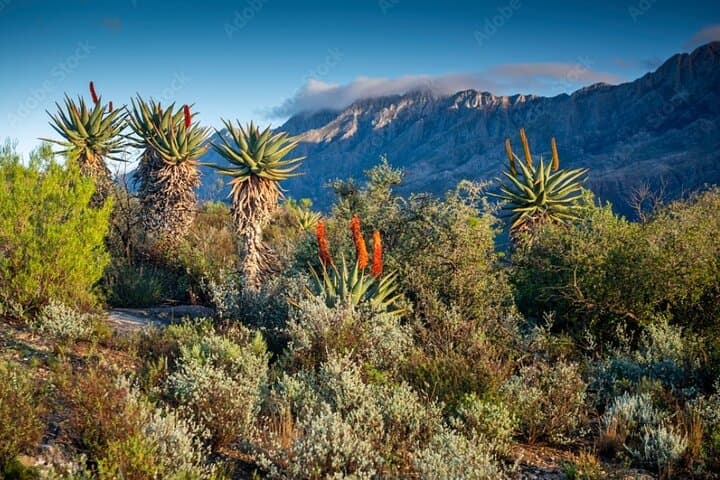 Swartberg Pass Day Tour: Prince Albert, Meiringspoort & Olive Farm Lunch photo 1