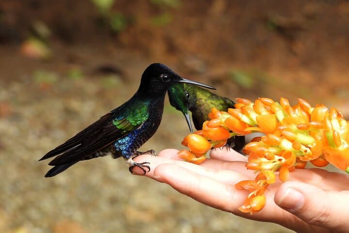 Private Mindo Cloud Forest Tour from Quito — Hummingbirds, Waterfalls & Chocolate