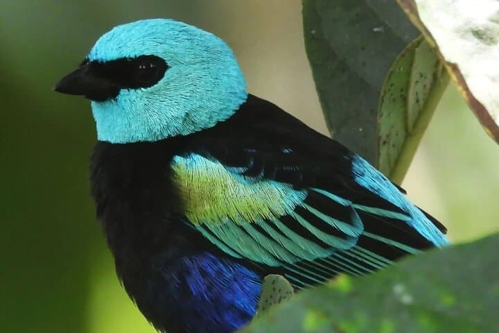 Private Mindo Cloud Forest Tour from Quito — Hummingbirds, Waterfalls & Chocolate photo 5