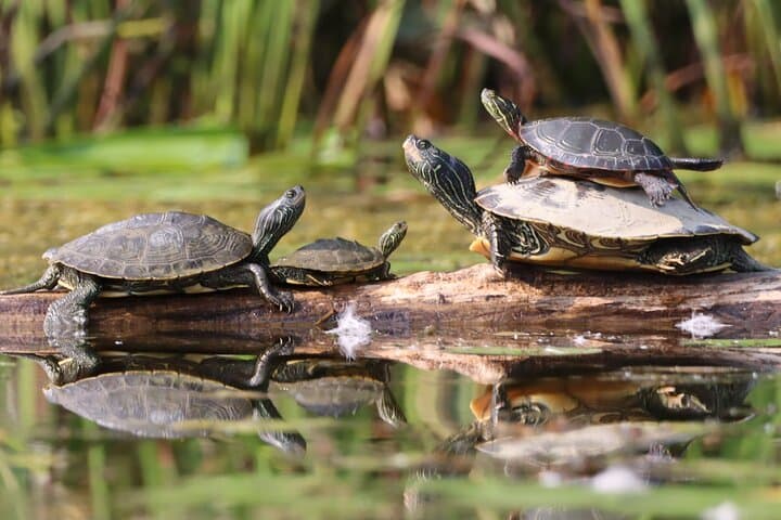 Petrie Island Kayak Tour — Turtle Watching on Ottawa's Ecological Reserve photo 6