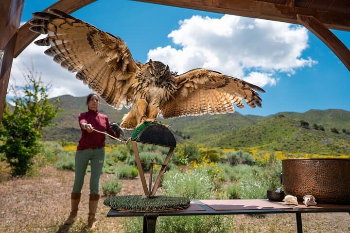 Reno Falconry Experience: Hawk Walk and Raptor Education Near Animal Ark photo 4