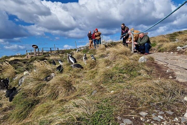 Stanley Penguin & Heritage Shore Tour — Gypsy Cove to Yorke Bay photo 2
