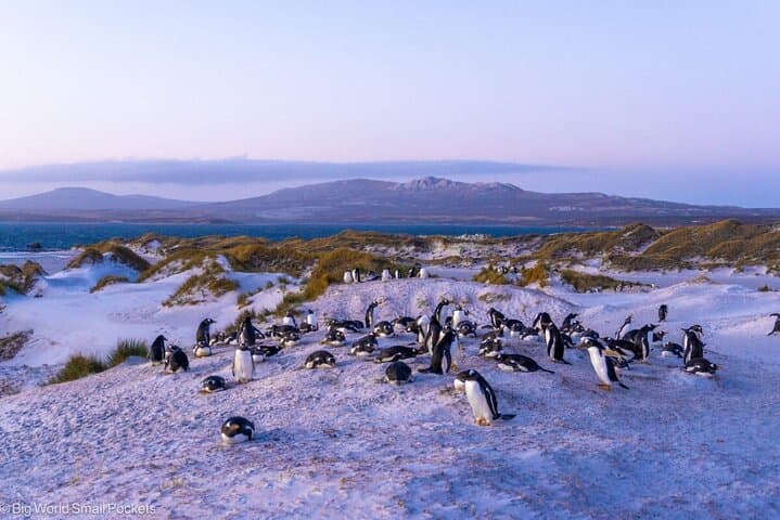 Stanley Penguin & Heritage Shore Tour — Gypsy Cove to Yorke Bay