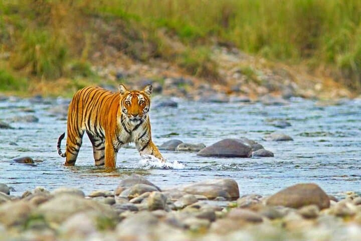 2-Day Jim Corbett National Park Safari from Delhi — Morning Jungle Safaris & Riverside Stays photo 5