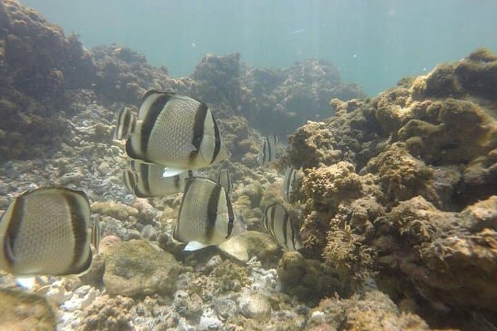 Kayak and Snorkel to Chora Island from Samara — Half-Day Wildlife Paddle photo 5