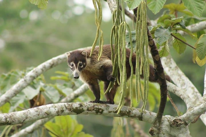 Peñas Blancas River Safari from La Fortuna — Wildlife Cruise & Community Tree Planting photo 1