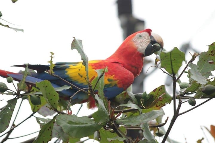 Peñas Blancas River Safari from La Fortuna — Wildlife Cruise & Community Tree Planting photo 3