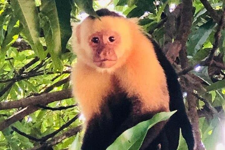 Peñas Blancas River Safari from La Fortuna — Wildlife Cruise & Community Tree Planting photo 4