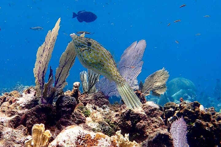 Roatán 2-Dive Scuba Adventure: Half-Day VIP Reefs, Walls & Caves