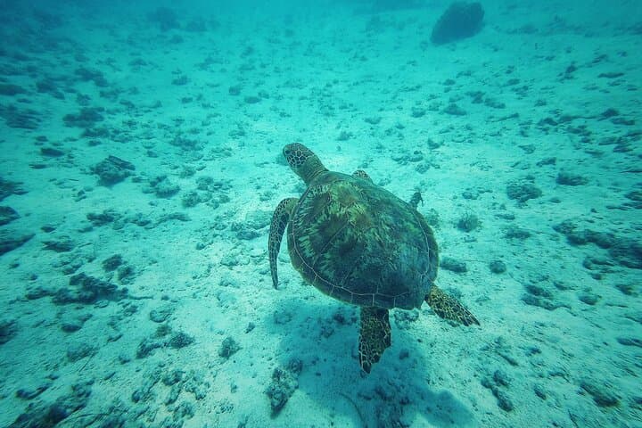 Private Marine Excursion in Moorea Lagoon — Snorkel with Rays, Turtles & Dolphins photo 3