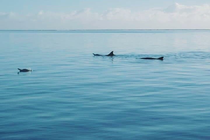 Private Marine Excursion in Moorea Lagoon — Snorkel with Rays, Turtles & Dolphins photo 5