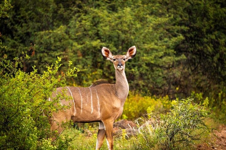 2-Day Pilanesberg Safari: Guided Game Drives & Sunset Open-Vehicle Experience