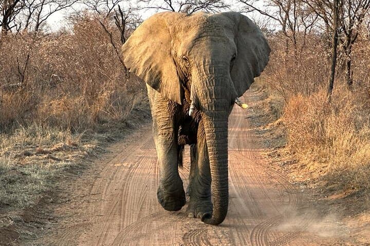 2-Day Pilanesberg Safari: Guided Game Drives & Sunset Open-Vehicle Experience photo 2
