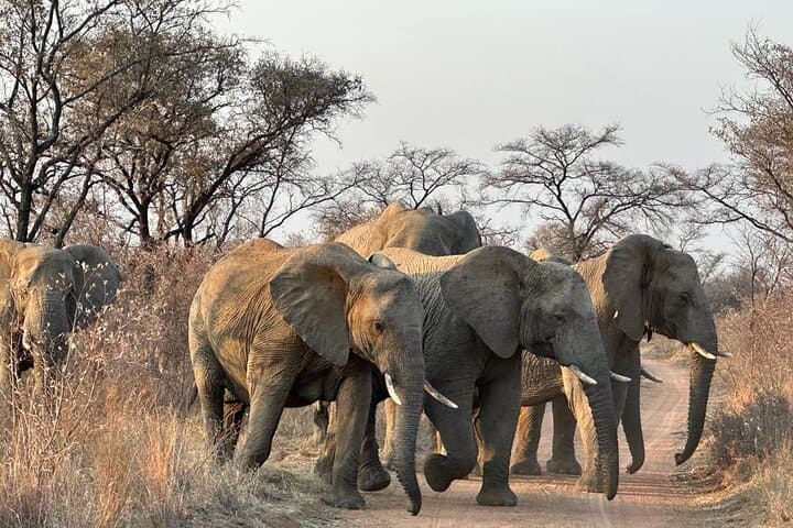 2-Day Pilanesberg Safari: Guided Game Drives & Sunset Open-Vehicle Experience photo 3