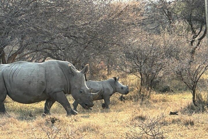 2-Day Pilanesberg Safari: Guided Game Drives & Sunset Open-Vehicle Experience photo 4
