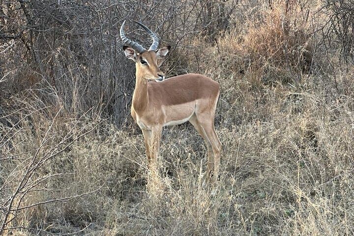 2-Day Pilanesberg Safari: Guided Game Drives & Sunset Open-Vehicle Experience photo 5