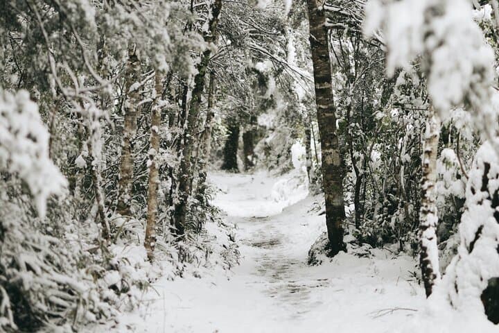 Northern Explorer to Tongariro: Train Ride, Snowshoeing & Alpine Overnight photo 6
