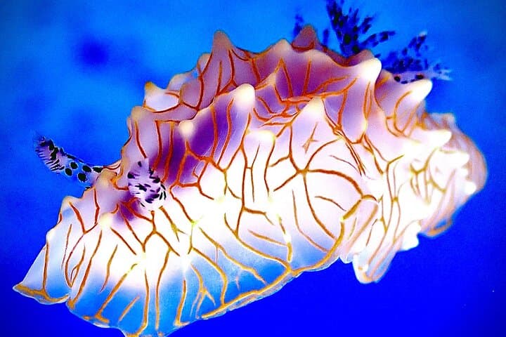Private Scuba Diving Adventures in Maui: Personalized Ocean Exploration photo 5